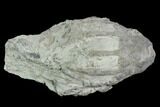 Fossil Crinoid (Eucalyptocrinus) Calyx on Rock - Indiana #127320-1